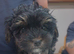 Beautiful yorkipoo puppy's
