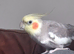 Cockateil