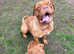 Dogue De Bordeaux Male