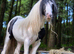 Mini cob gelding