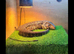 Male 2year old tegu