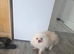Small pomeranian girl Bonie