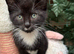 RAGDOLL CROSS BOY READY NOW