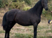Part bred Friesian sports horse gelding