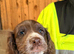 9 week old cocker spaniel puppy