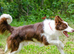 6 border collie puppies for sale