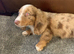 1 beautiful blue eyed boy dachshund puppy ready for his forever loving home