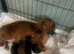 KC registered long haired min dachshund READY TO LEAVE