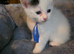 Gorgeous kittens ready to reserve