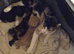 3 kittens looking for forever homes