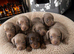 Miniature Dachshund Puppies Available