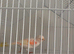 Red Dimorphic canaries