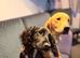 Trained cocker spaniel