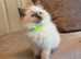 Beautiful GCCF Blue Point Ragdoll Kitten.