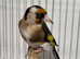 Mutation British Birds (Goldfinch, Redpoll & Siskins)