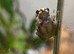 Amazon milk frog babies