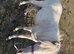 Welsh mountain pony ( section A) yearling filly