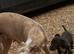 Beddie x whippet 1st cross