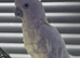 Ducorpes Cockatoo
