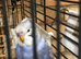 4 young Budggies with a cage
