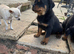 Puppie Rottweiler