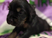 Kc Black and Tan boys only 17 dna health tested clear