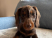 Girl puppy