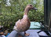 Harlequin ducks for sale