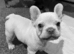 Beautiful female frenchie