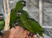 Hand-Rearing Baby Friendly Super Tame Hahn Macaw Parrot,11