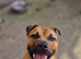 Staffy puppies