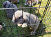 Mini lop baby’s ready now