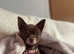 Chihuahua for stud