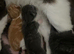 Kittens available 9wks