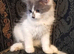 Norwegian Forest Cat x Russian Blue Kittens