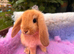 4 beautiful French lop x mini lop