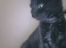 Female mix black kitten
