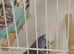 Exposition Budgies