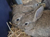 3 boys left! Agouti colored Netherland Dwarf Rabbits