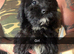 Sproodle puppy&rsquo;s