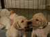 Beautiful labradors for sale 3xBoys 1xGirls