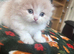 Scottish fold kittens