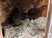Black copper Marran