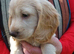 Working cocker spaniel puppies