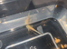 Baby Axolotls