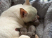 Beautiful quality BLUE/LILAC apple head chihuahuas