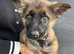 German Shepherd Puppies for sale