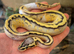 CB26 Female/male Fire Pastel Pied baby Royal Pythons