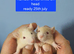 Male Baby rats