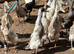 Indian runner ducks